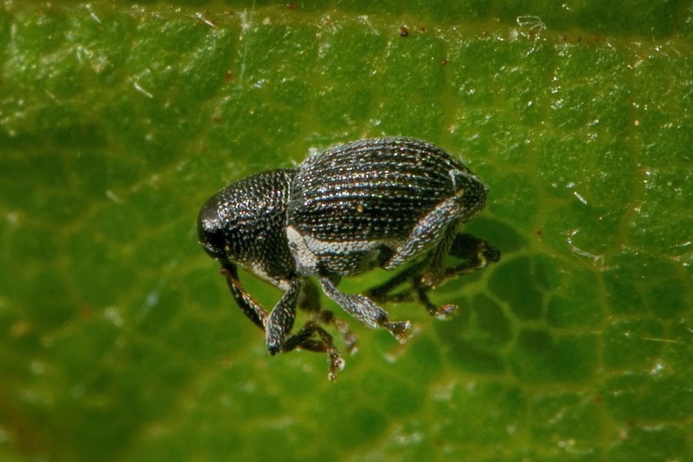 Curculionidae: Archarius pyrrhoceras